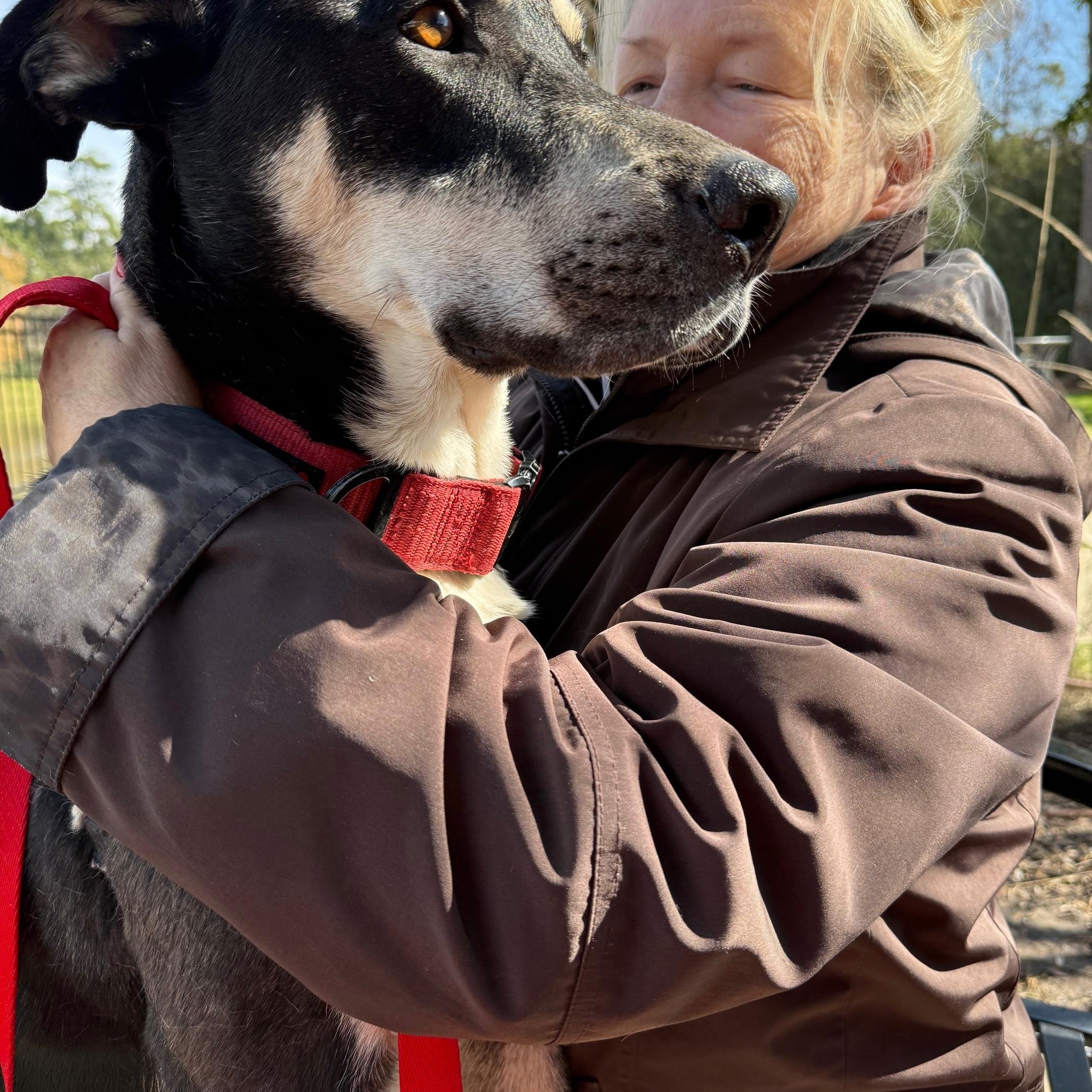 Bailey -Snuggles, Affectionate, Friendly, Great w/dogs & kids! Fostered in Boston, MA!