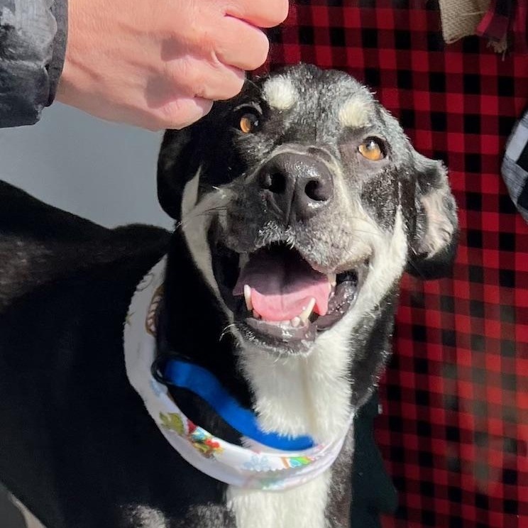 Bailey -Snuggles, Affectionate, Friendly, Great w/dogs & kids! Fostered in Boston, MA! — thumbnail 2