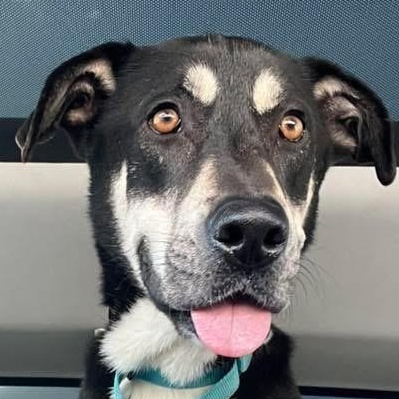 Bailey -Snuggles, Affectionate, Friendly, Great w/dogs & kids! Fostered in Boston, MA! — thumbnail 5