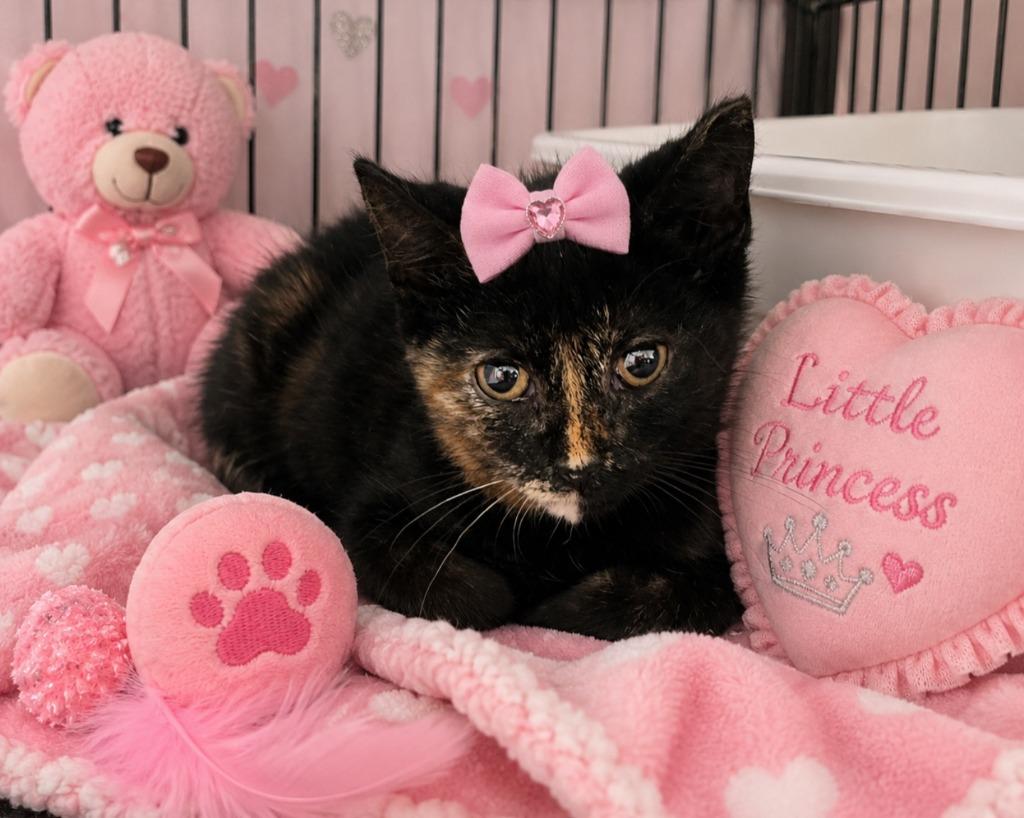 Bambi, Adoptable, Kitten Female Domestic Short Hair.