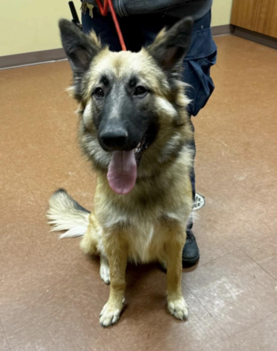 Blair, ADOPTABLE, Young Female German Shepherd Dog & Mixed Breed.