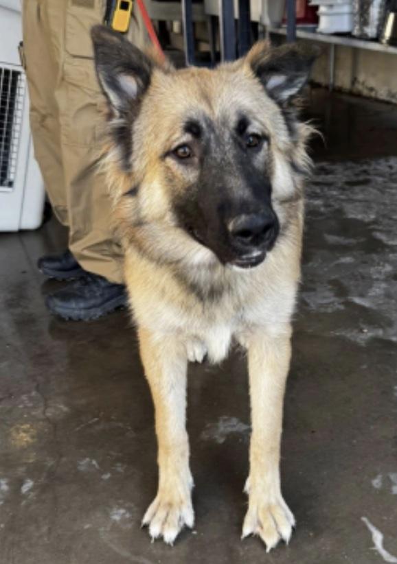 Enlarge Blair, an adopted mixed breed in Cedarburg, WI image 2/2