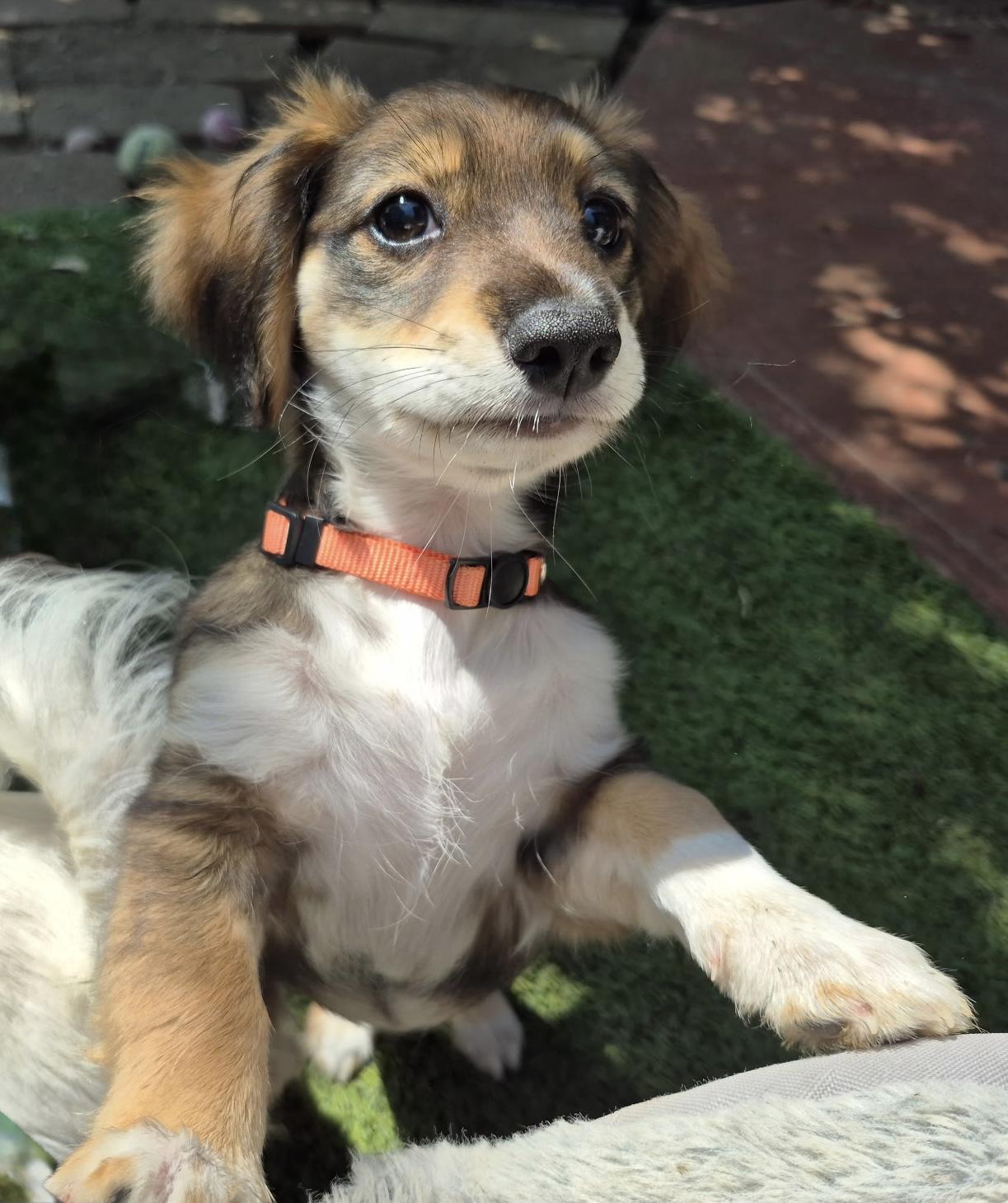 Harmonia, an adopted mixed breed in Long Beach, CA image 4/5