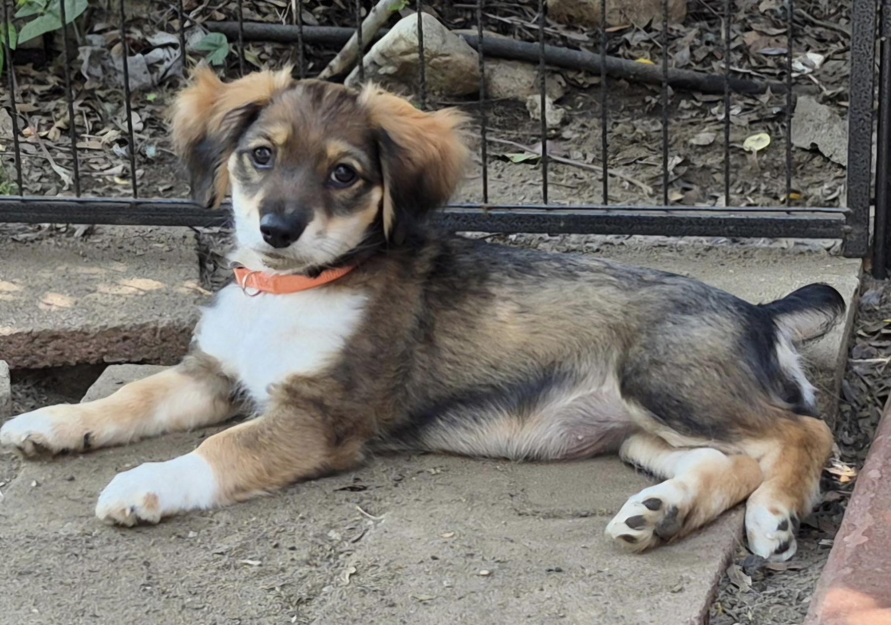 Harmonia, an adopted mixed breed in Long Beach, CA image 3/5