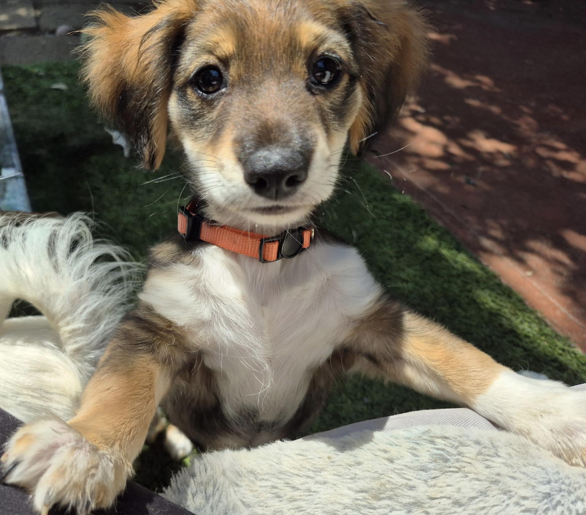 Harmonia, an adopted mixed breed in Long Beach, CA image 1/5