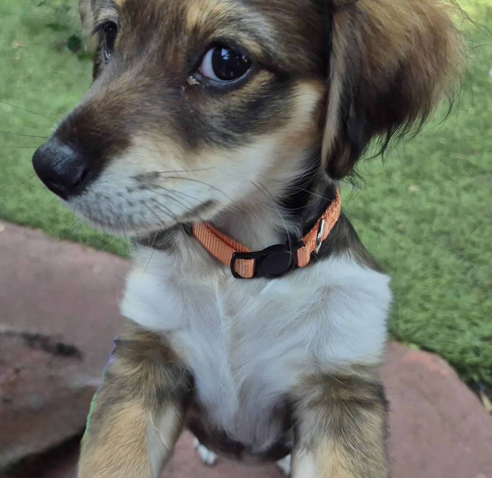 Harmonia, an adopted mixed breed in Long Beach, CA image 2/5