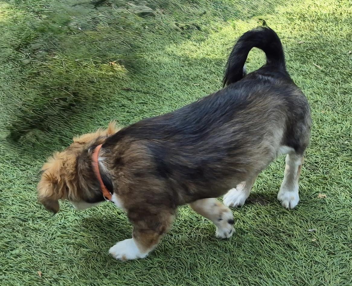 Harmonia, an adopted mixed breed in Long Beach, CA image 5/5