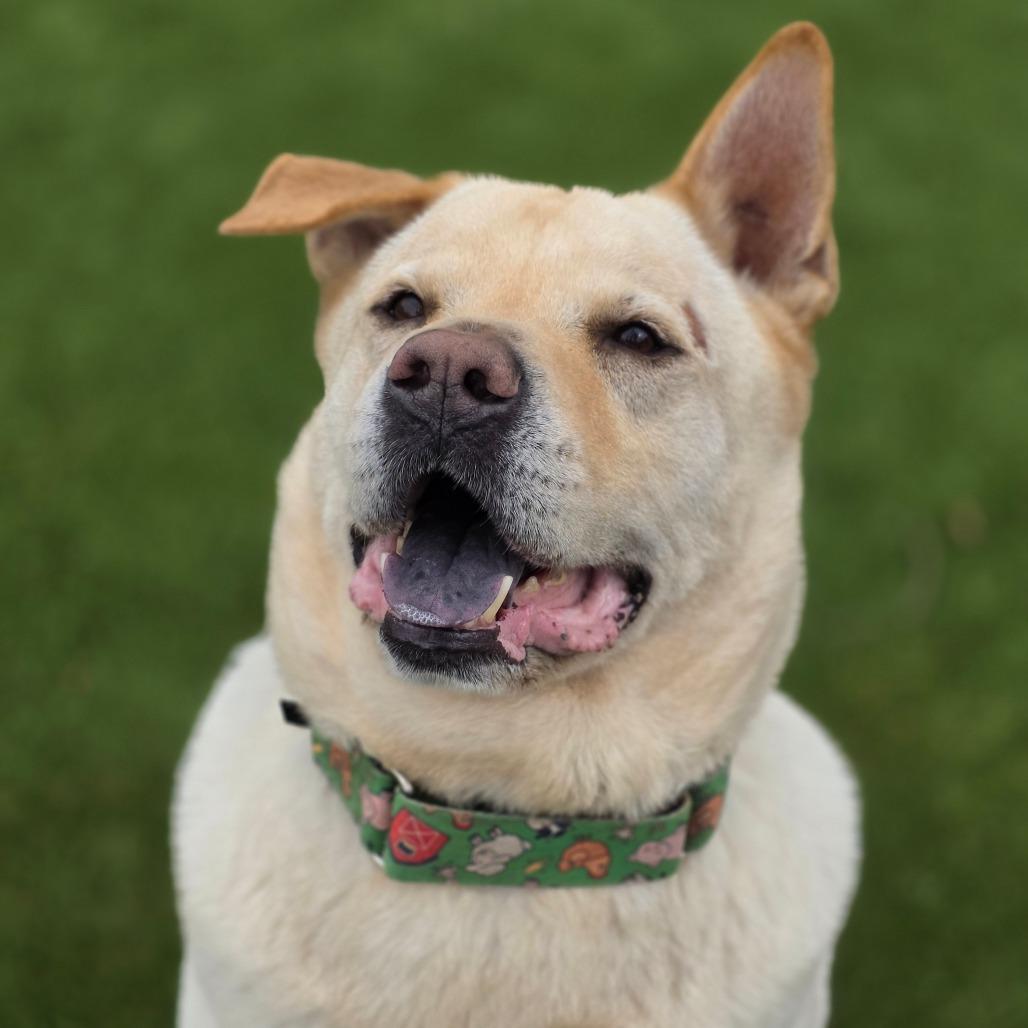 Mayo, Adoptable, Adult Male Mixed Breed.