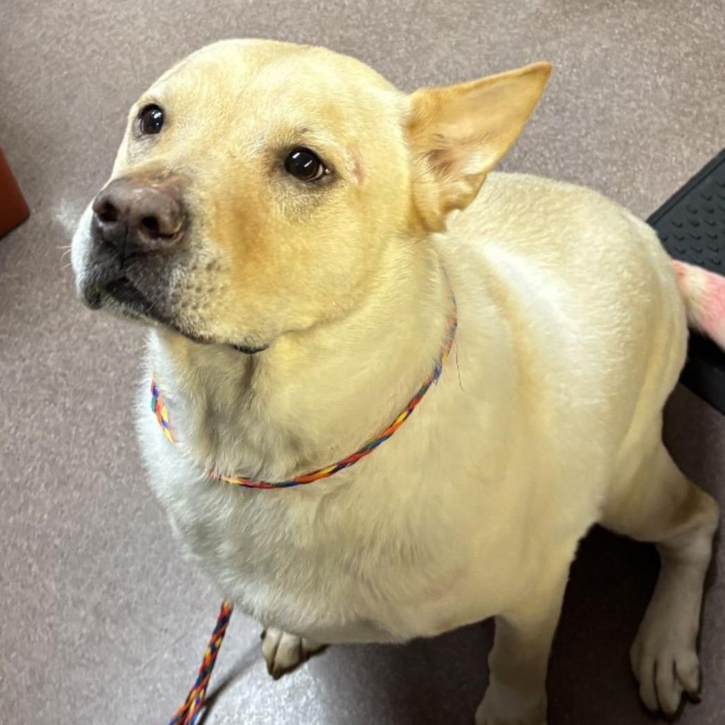 Mayo, Adoptable, Adult Male Yellow Labrador Retriever & Chow Chow.