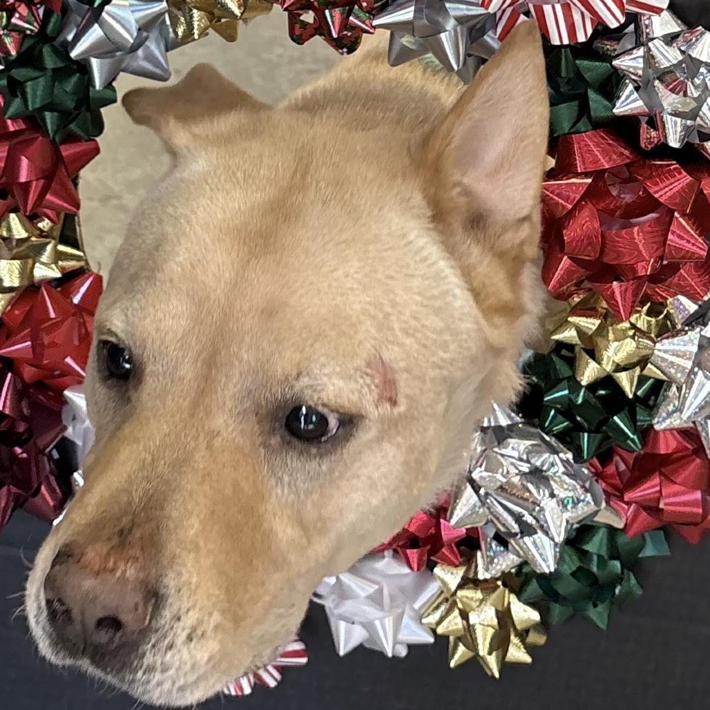 Enlarge Mayo, a Adoptable mixed breed in Huntsville, AL image 2/2