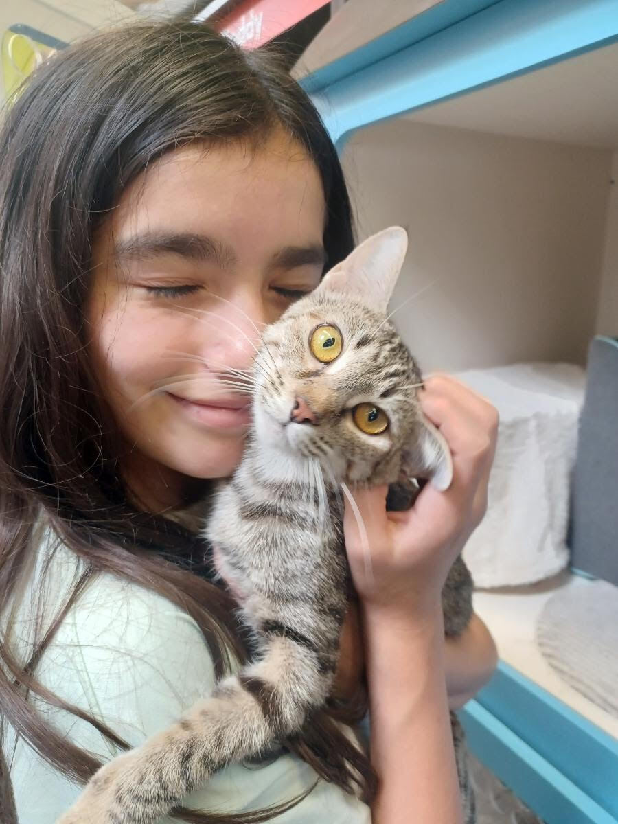 Enlarge Temari, a Adoptable mixed breed in Monrovia, CA image 5/6