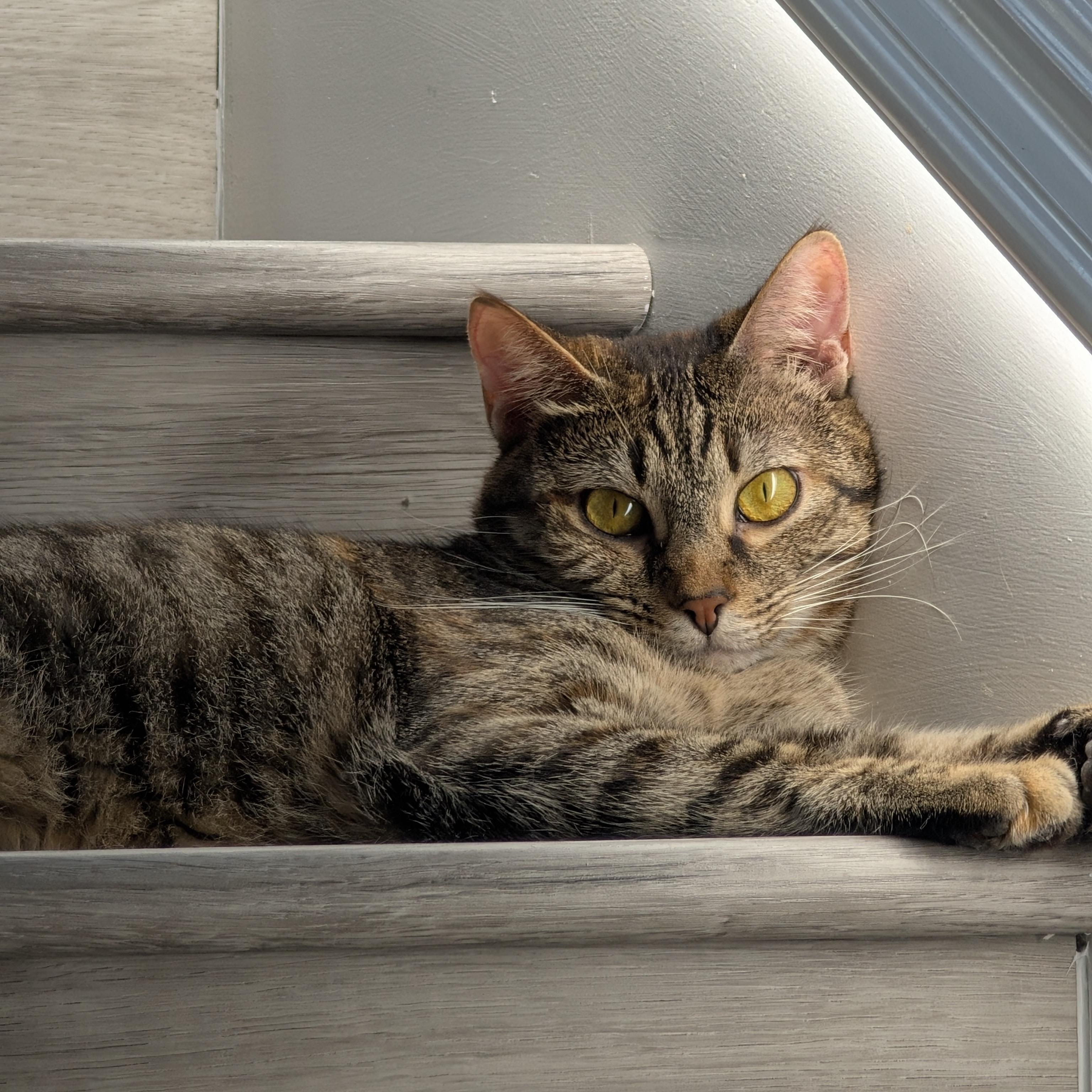 Temari, Adoptable, Young Female Tabby & Domestic Short Hair.