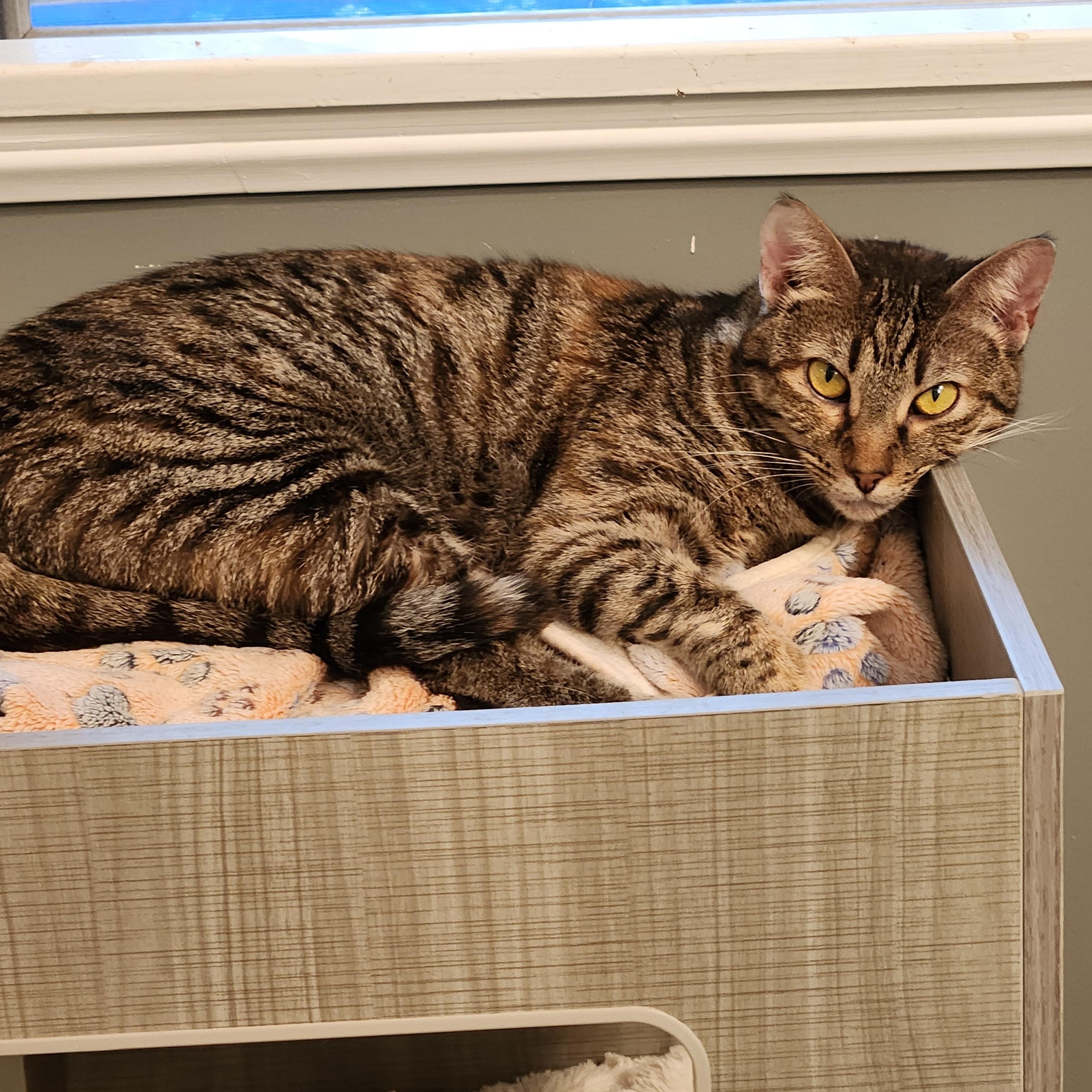 Temari, Adoptable, Young Female Tabby & Domestic Short Hair.