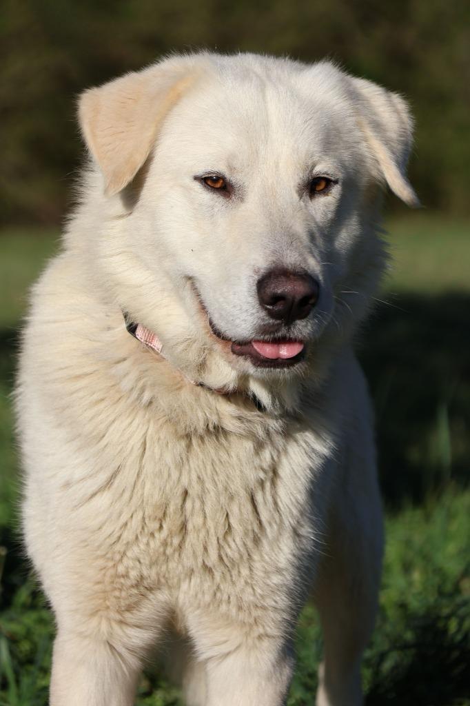Felix, a Adoptable mixed breed in Columbia, TN image 1/4