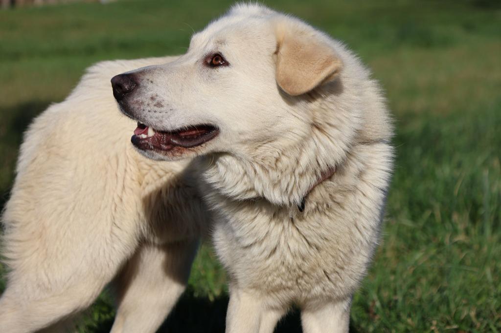 Felix, a Adoptable mixed breed in Columbia, TN image 2/4