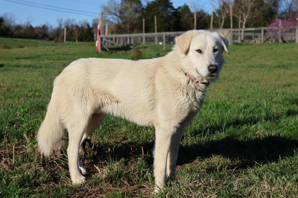 Felix, a Adoptable mixed breed in Columbia, TN image 3/4