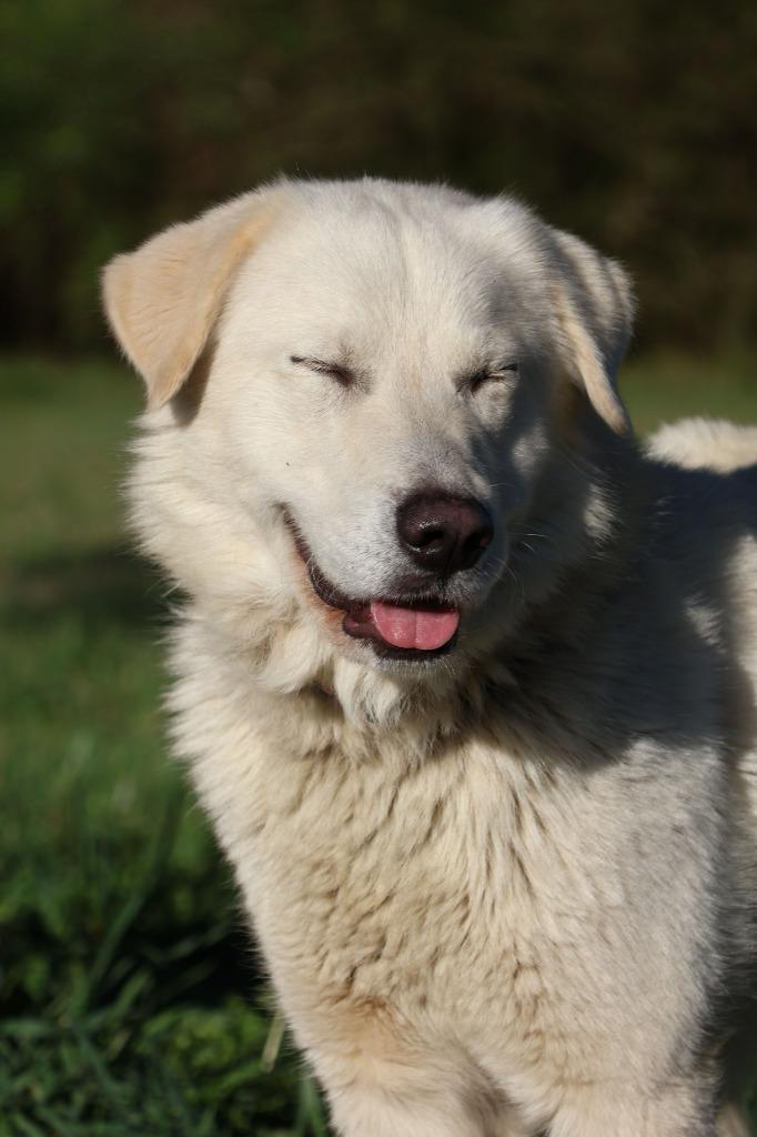 Felix, a Adoptable mixed breed in Columbia, TN image 4/4