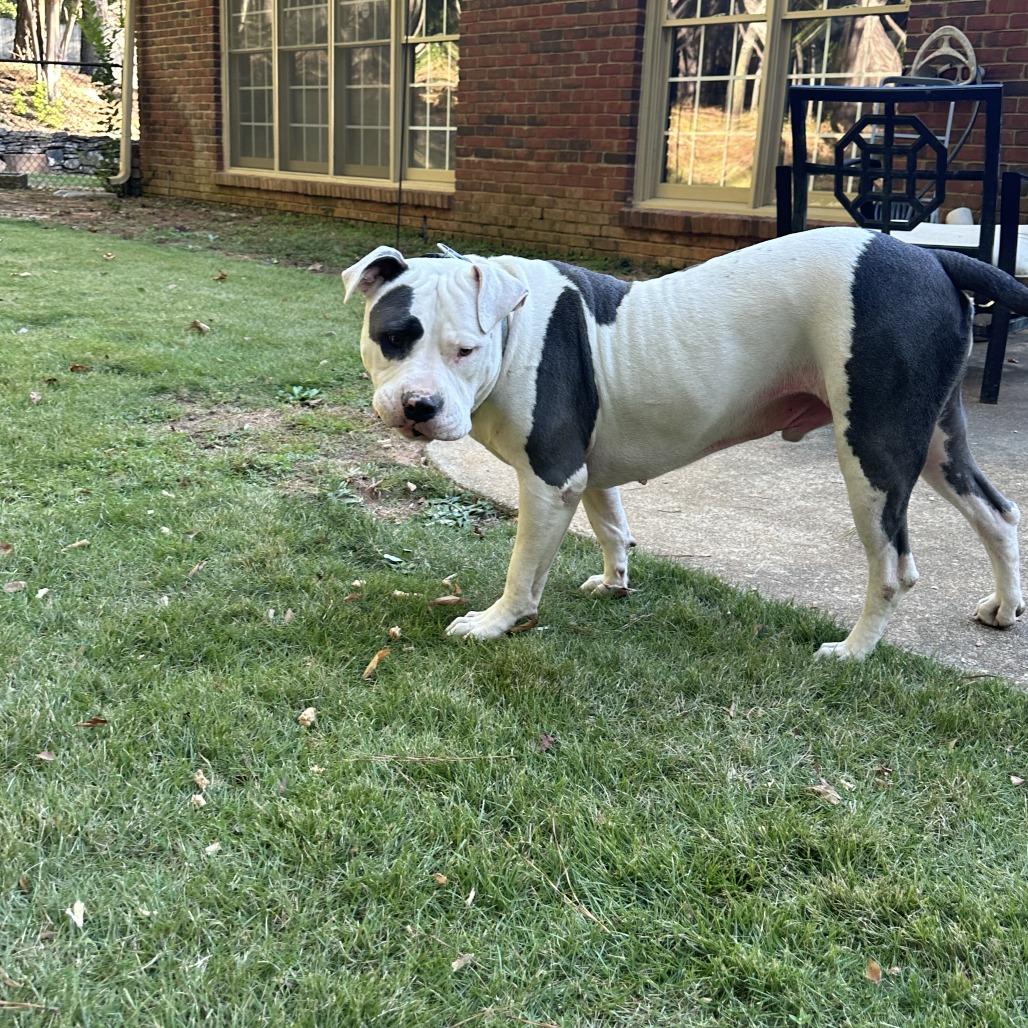 Petey, a Adoptable Mixed Breed in Columbus, GA image 1/5
