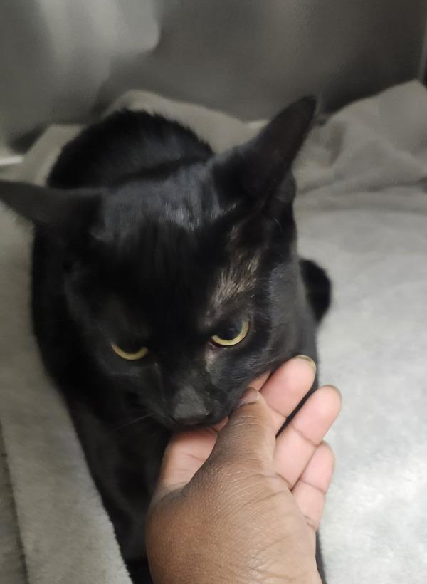 Left Turn Signal, Adoptable, Kitten Female Domestic Short Hair.