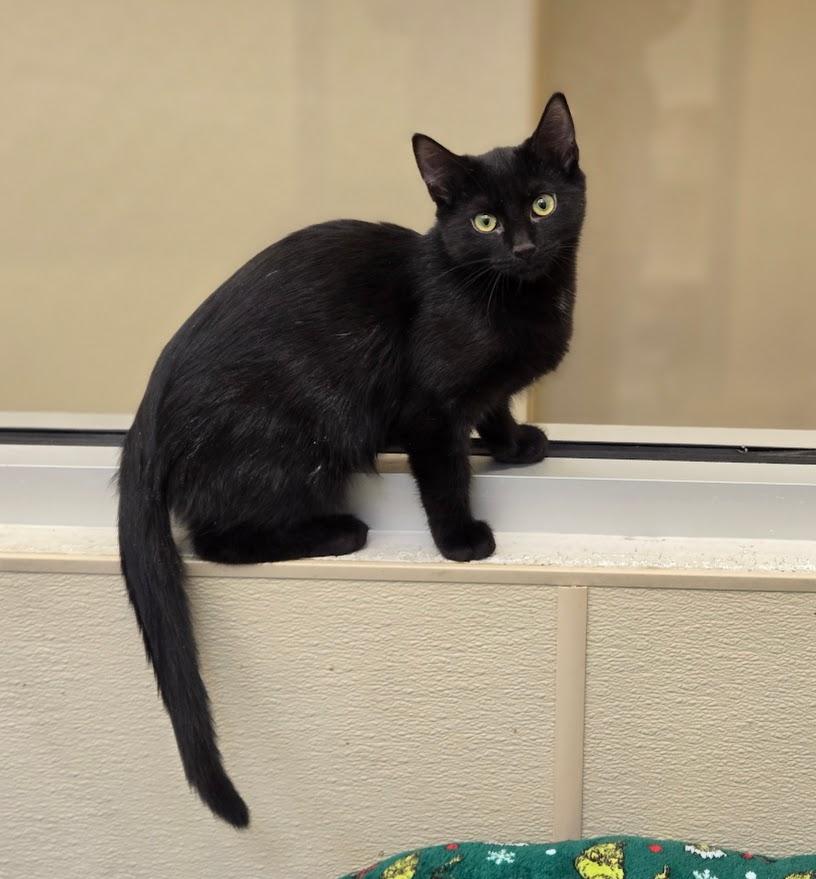 Enlarge Pickles, a ADOPTABLE Domestic Short Hair in New Rochelle, NY image 1/1