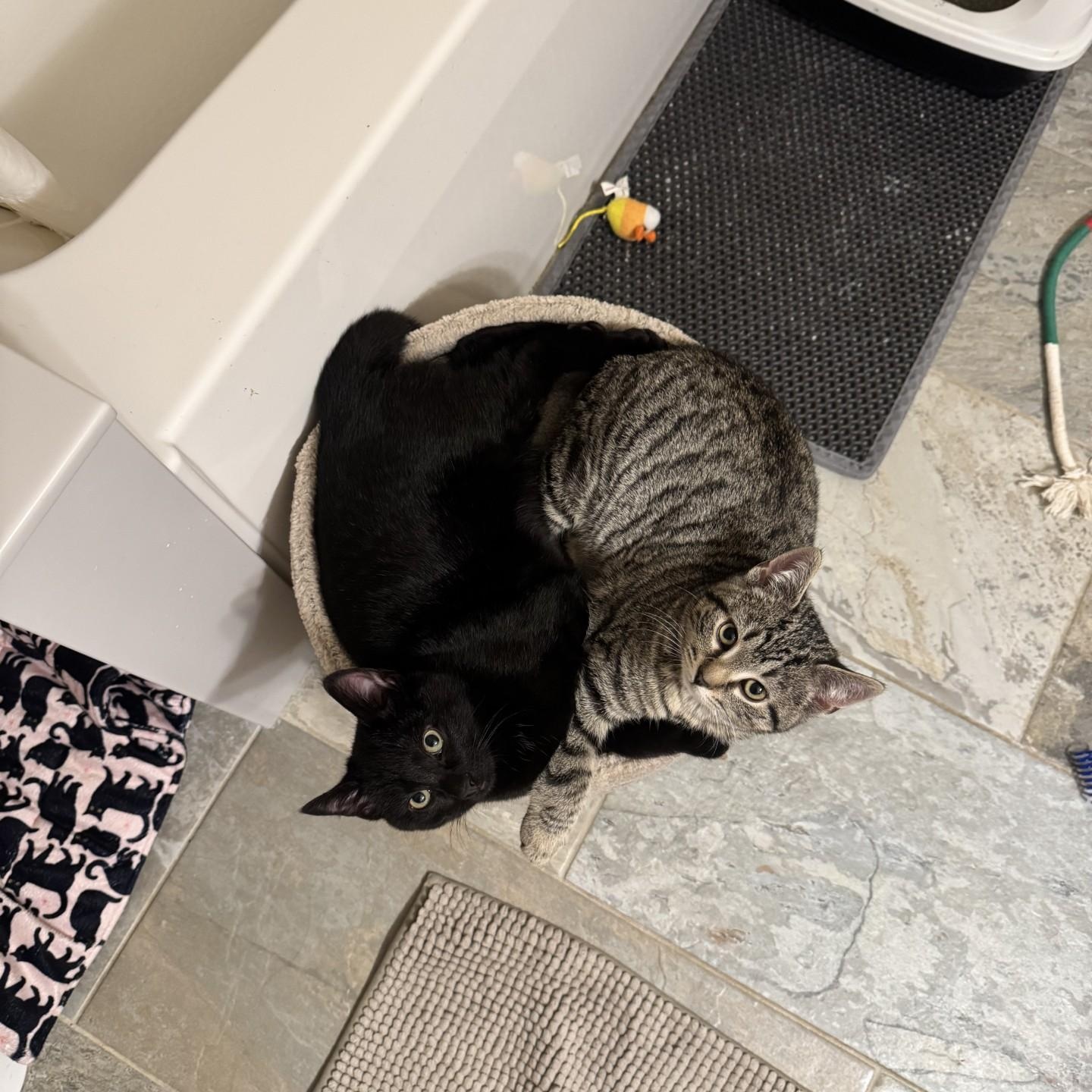 Enlarge Ozzy and Sabbath, an adopted American Shorthair in Danbury, CT image 5/6