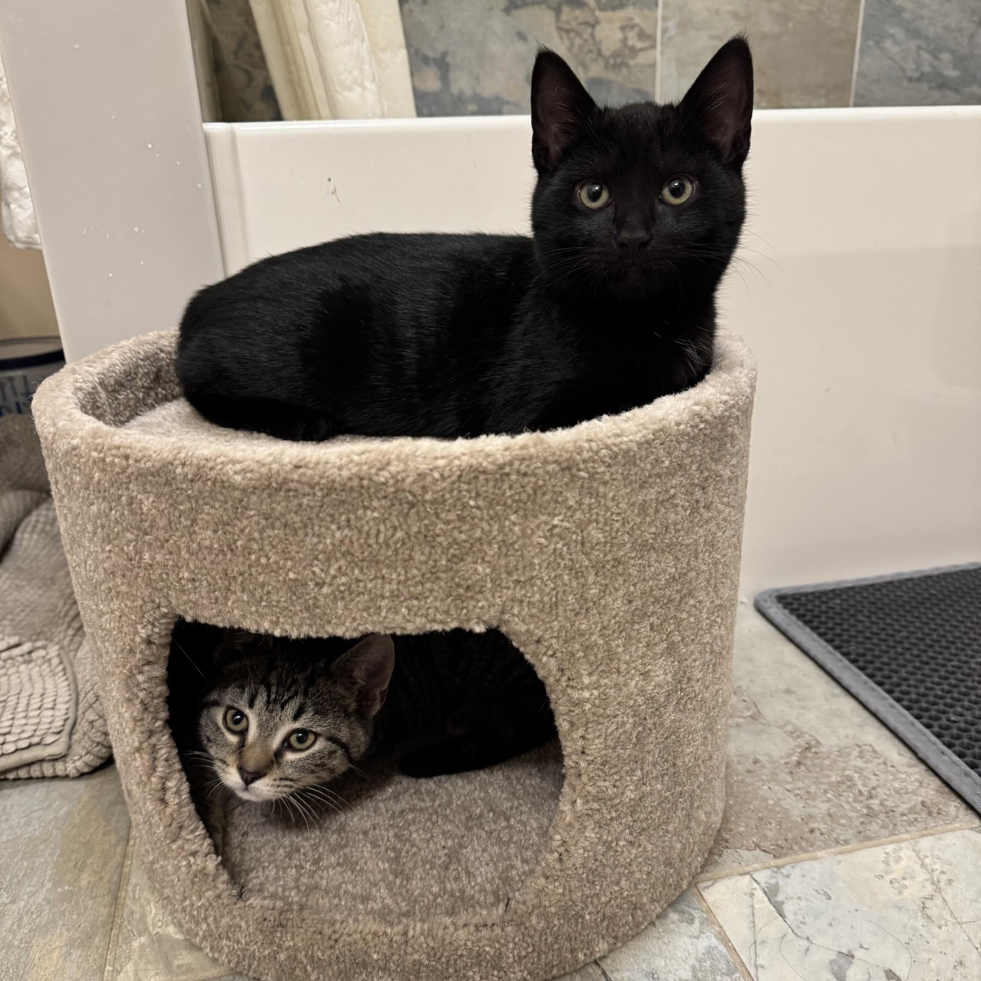 Ozzy and Sabbath, ADOPTABLE, Kitten Male American Shorthair.