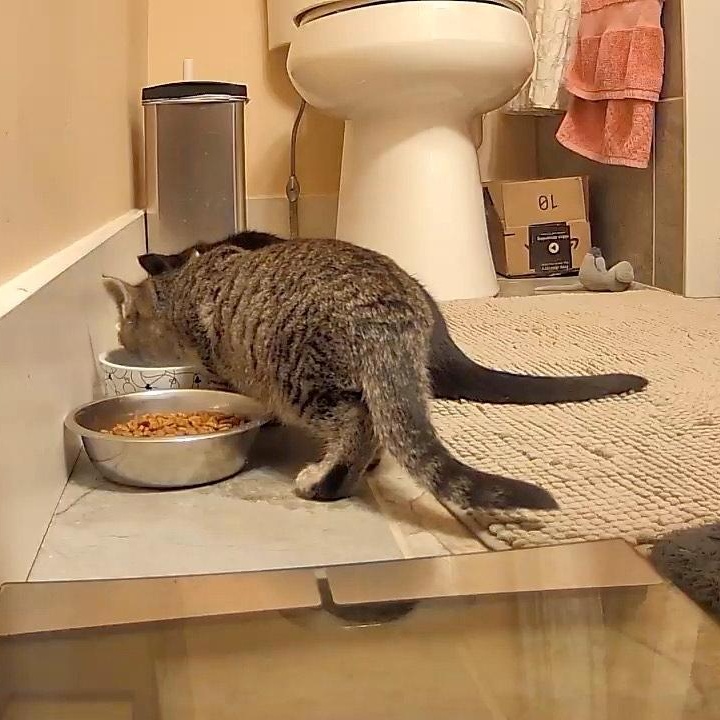 Ozzy and Sabbath, a ADOPTABLE American Shorthair in Danbury, CT image 2/5