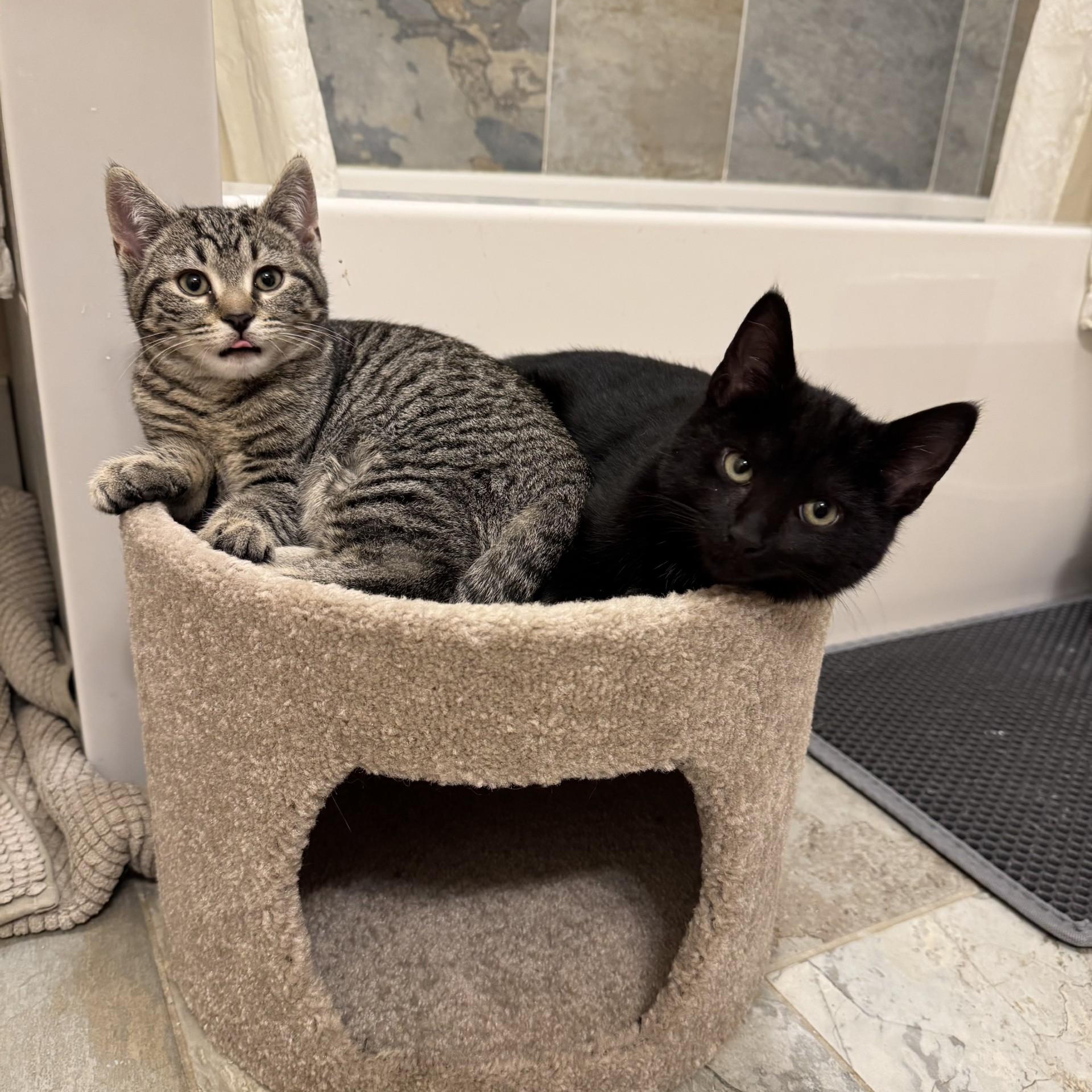 Ozzy and Sabbath, a ADOPTABLE American Shorthair in Danbury, CT image 3/5