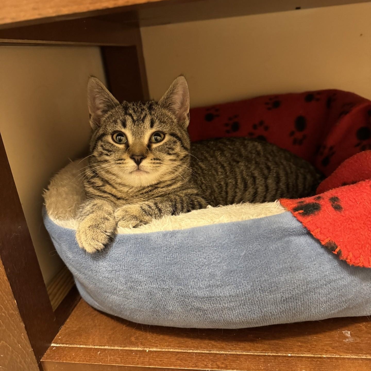 Ozzy and Sabbath, a ADOPTABLE American Shorthair in Danbury, CT image 4/5