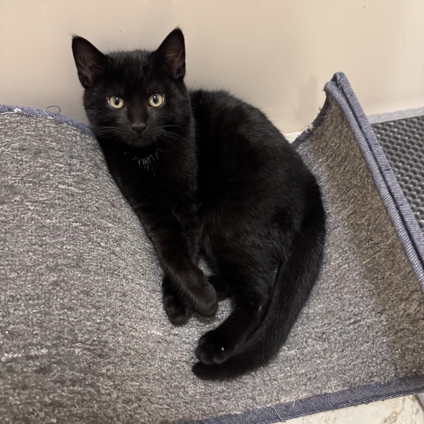 Ozzy and Sabbath, a ADOPTABLE American Shorthair in Danbury, CT image 5/5