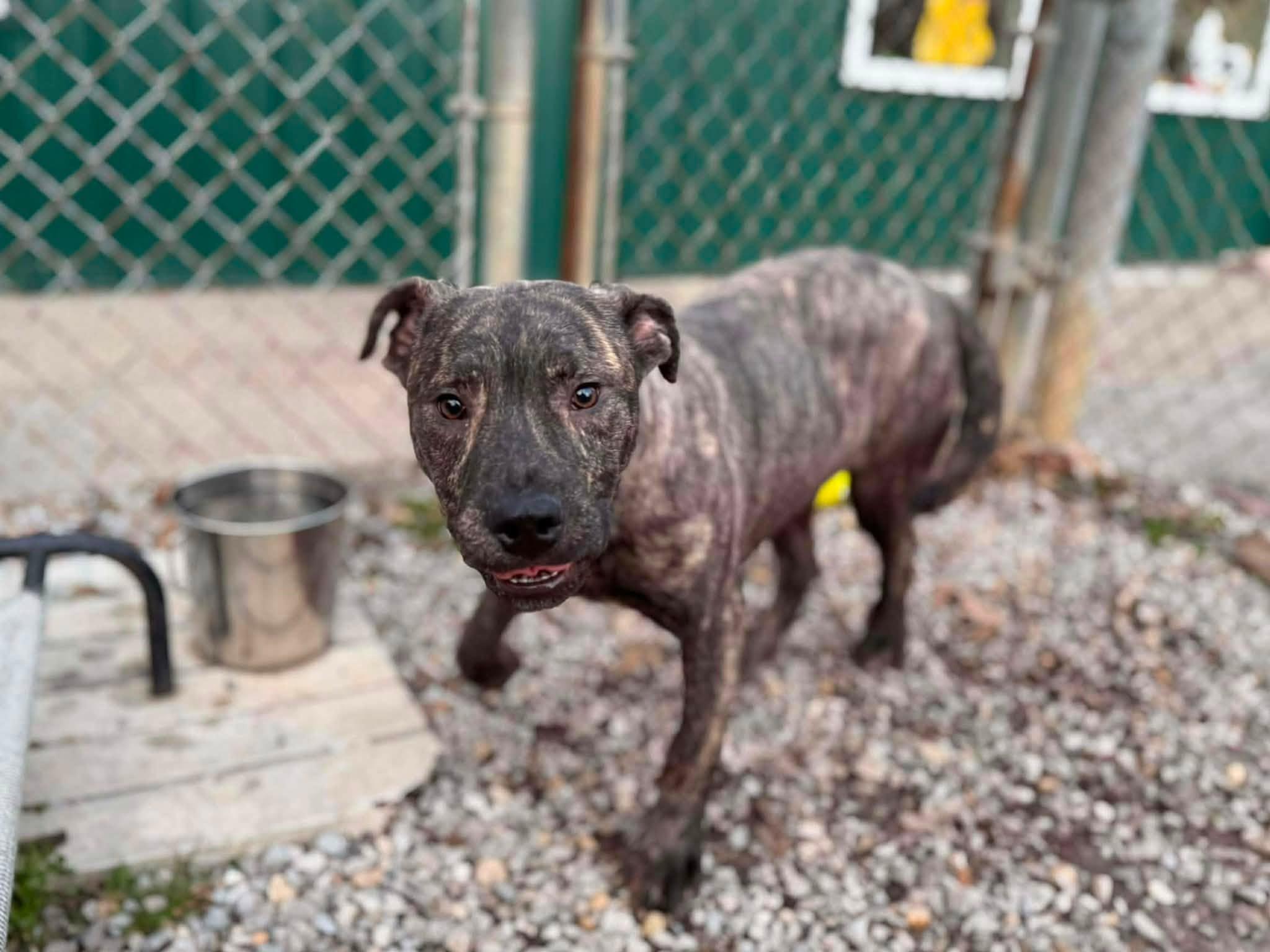 Enlarge Chips, a Adoptable Mixed Breed in Leitchfield, KY image 1/1