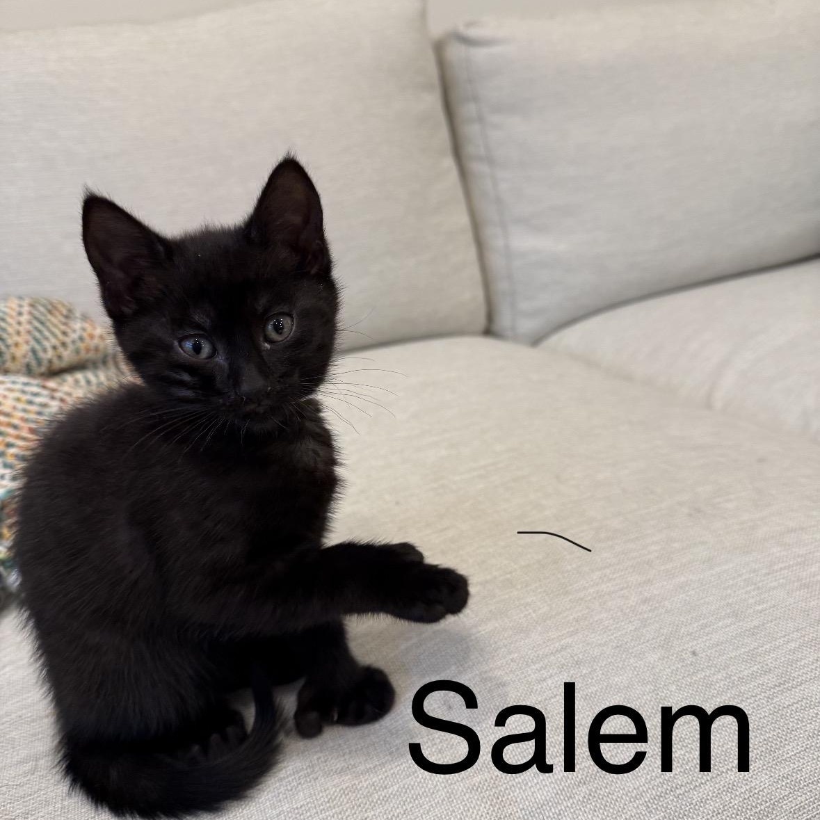 Salem , adopted, Kitten Female Domestic Short Hair.