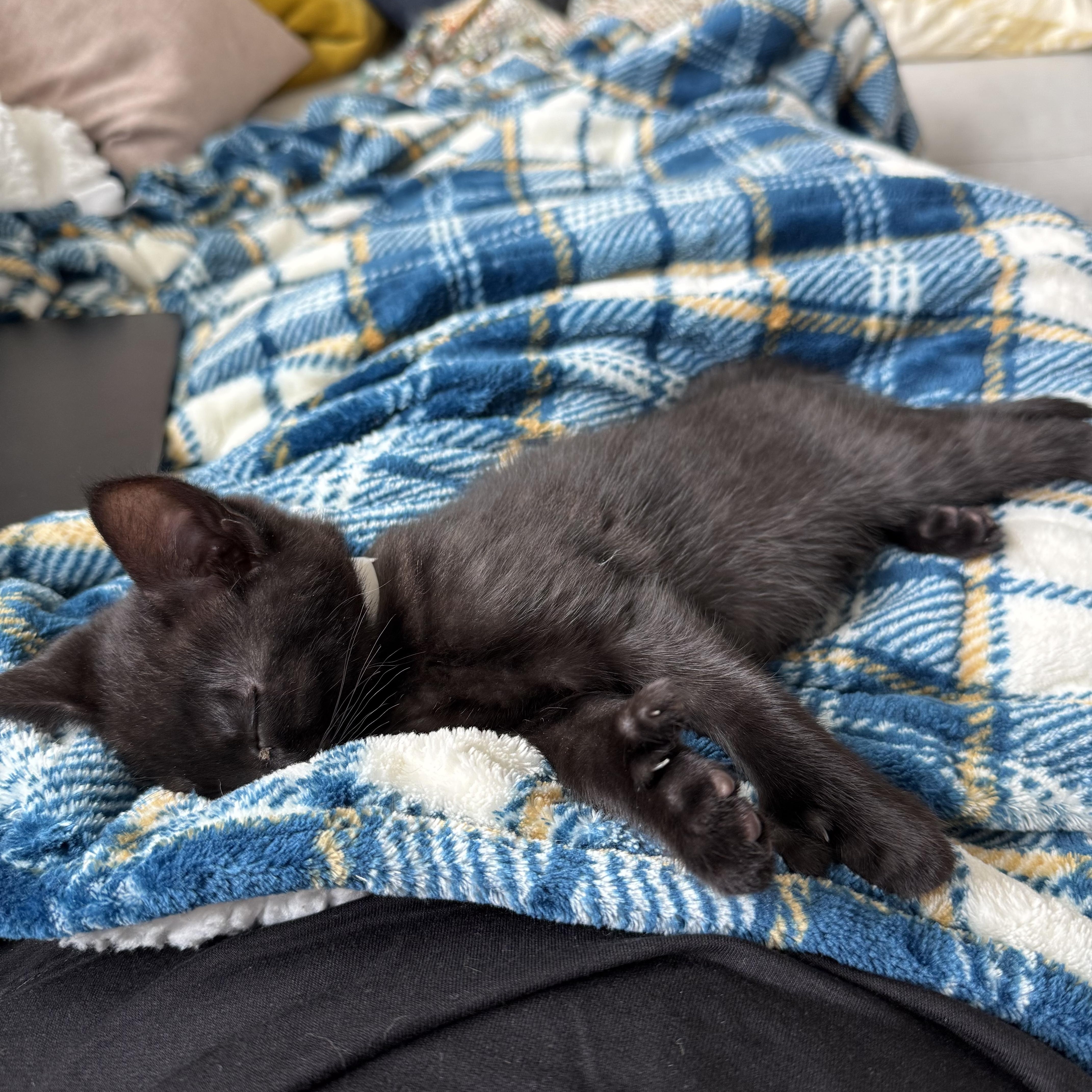 Enlarge Salem , an adopted Domestic Short Hair in Topsham, ME image 2/2