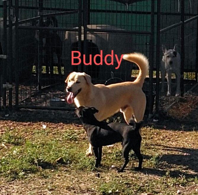 Buddy, Adoptable, Young Male Labrador Retriever.