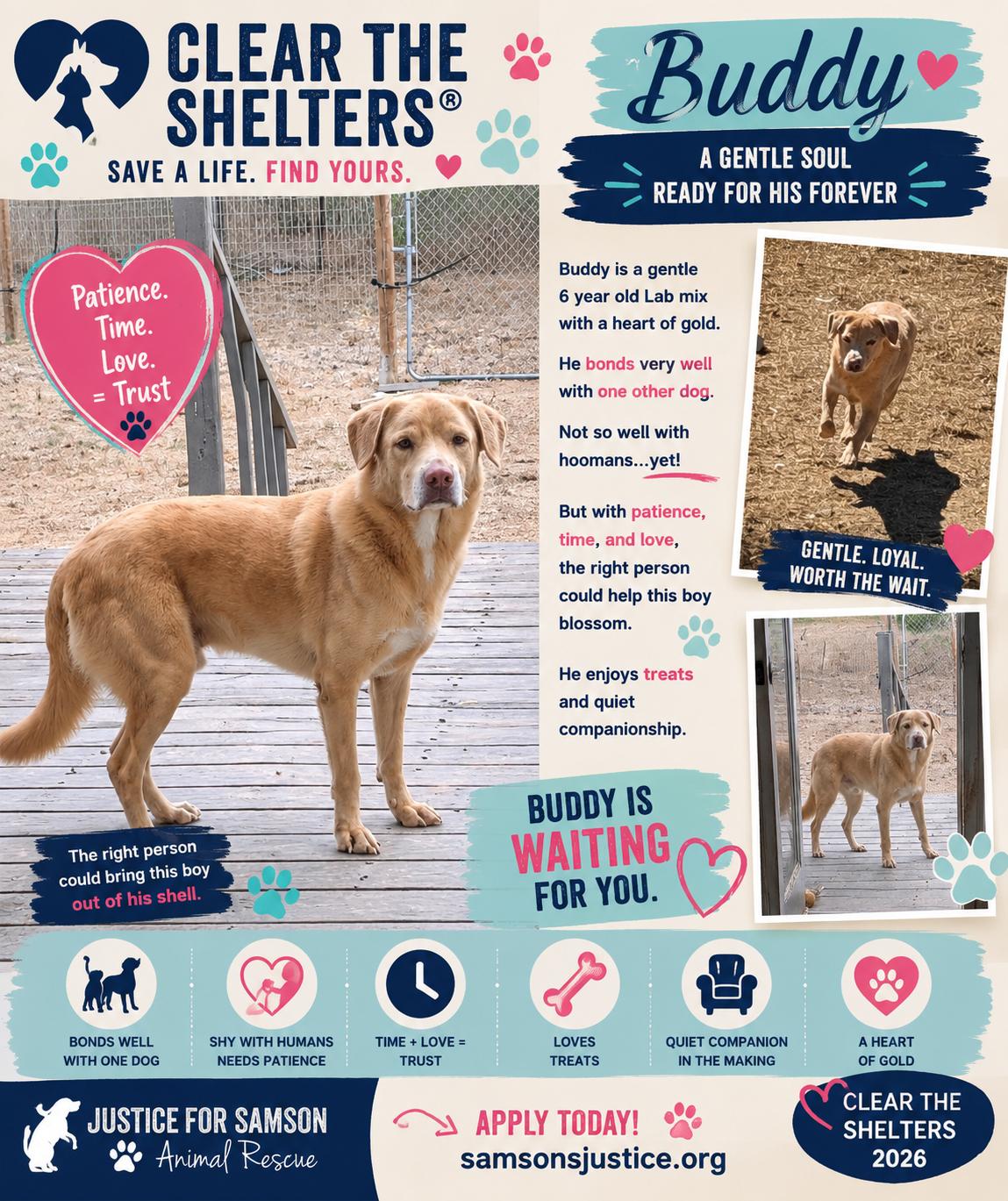 Buddy, a Adoptable Labrador Retriever in Falfurrias, TX image 2/3