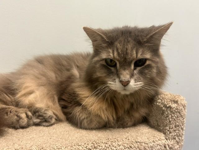Enlarge Sweetie Pie, a Adoptable mixed breed in Chicago, IL image 3/3