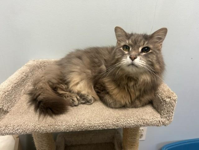 Sweetie Pie, Adoptable, Senior Female Domestic Long Hair & Maine Coon.
