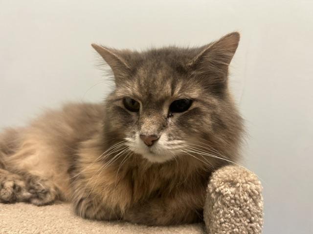 Enlarge Sweetie Pie, a Adoptable mixed breed in Chicago, IL image 2/3