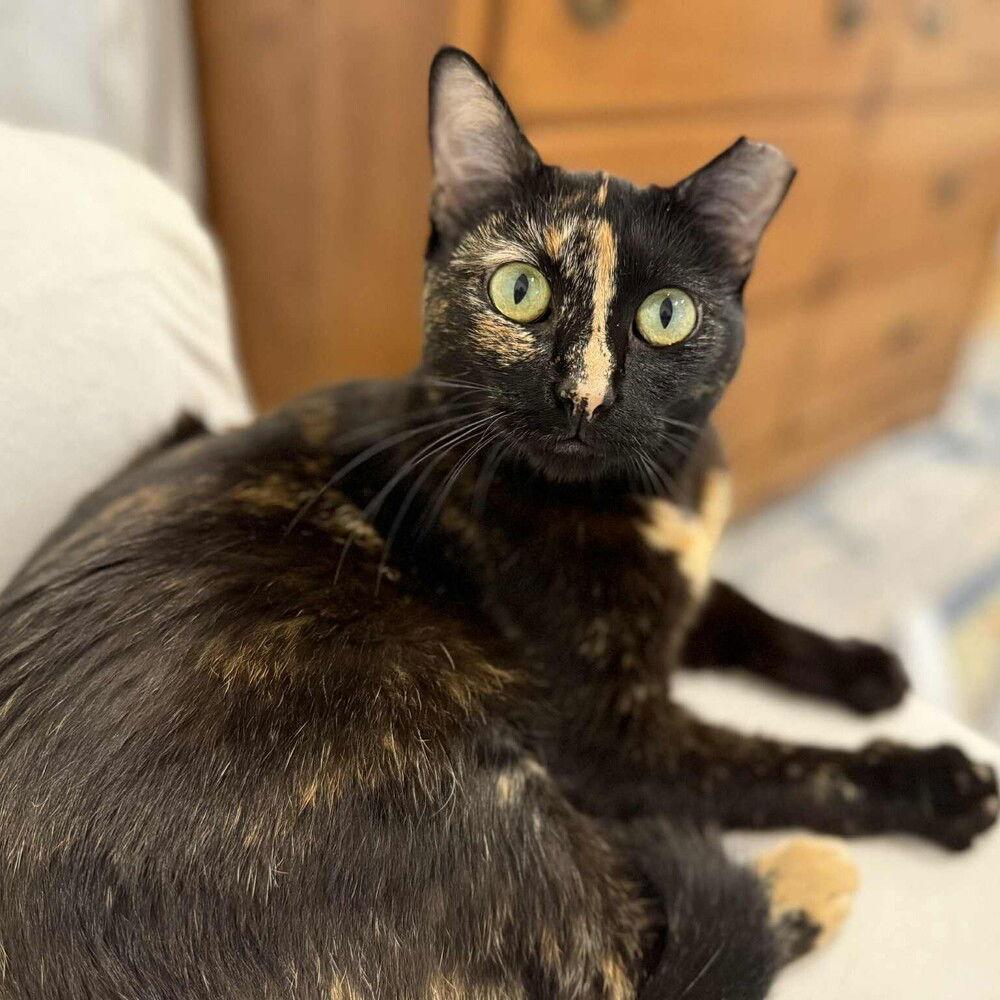 LG, a Adoptable Domestic Short Hair in Candler, NC image 2/3