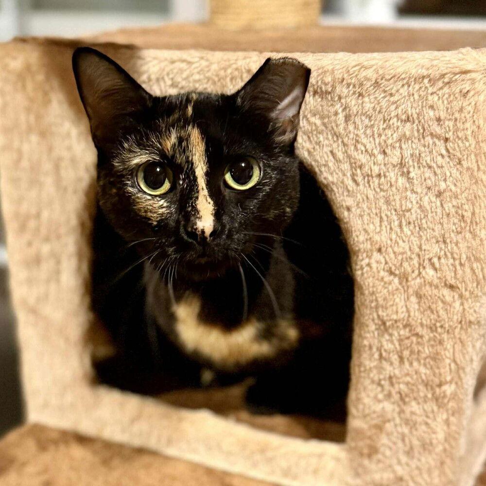 LG, a Adoptable Domestic Short Hair in Candler, NC image 3/3