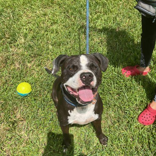 Atlas, Adoptable, Young Male Pit Bull Terrier.