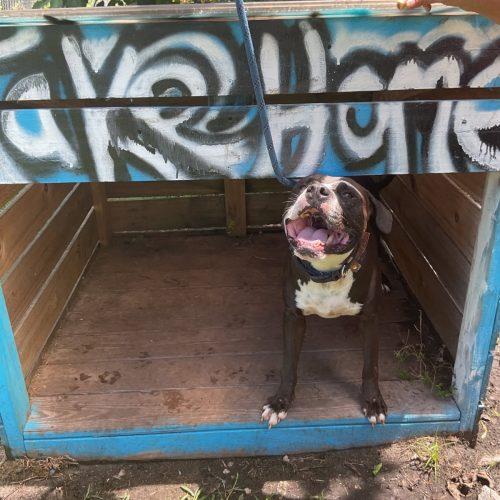 Atlas, a Adoptable Pit Bull Terrier in Fort Lauderdale, FL image 3/6