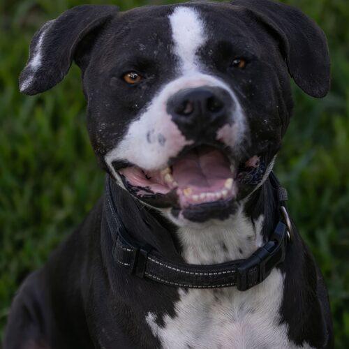 Enlarge Atlas, a Adoptable Pit Bull Terrier in Fort Lauderdale, FL image 2/4