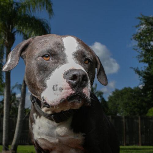 Enlarge Atlas, a Adoptable Pit Bull Terrier in Fort Lauderdale, FL image 3/4