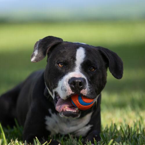 Enlarge Atlas, a Adoptable Pit Bull Terrier in Fort Lauderdale, FL image 4/4