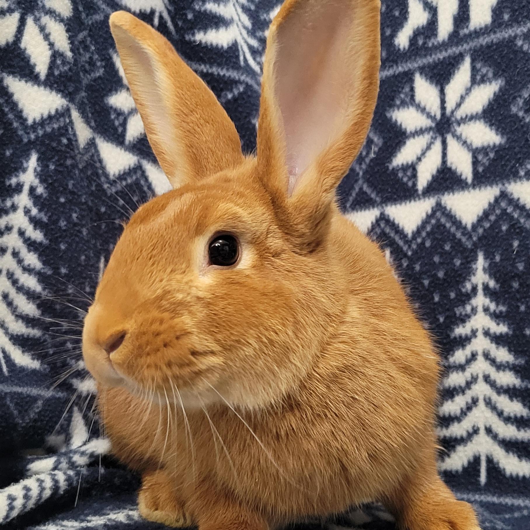 Theodore, adopted, Adult Male Californian.