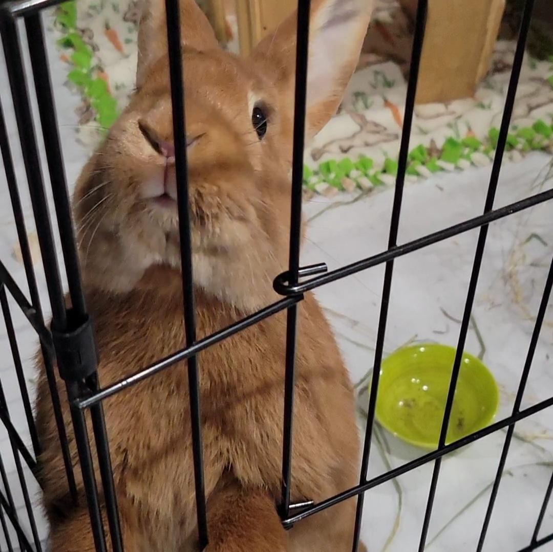 Enlarge Theodore, an adopted mixed breed in Pittsburgh, PA image 2/6