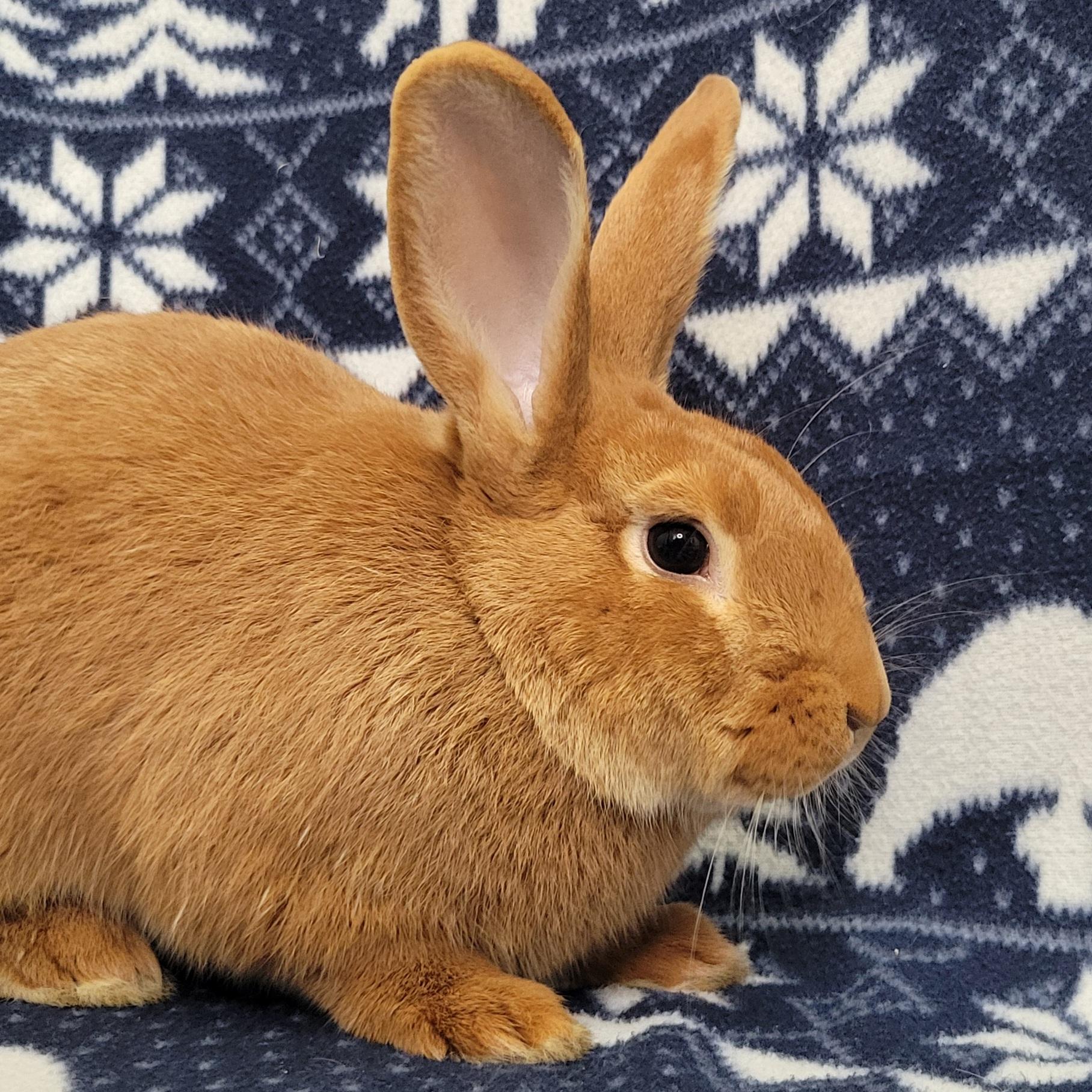 Enlarge Theodore, an adopted mixed breed in Pittsburgh, PA image 3/6