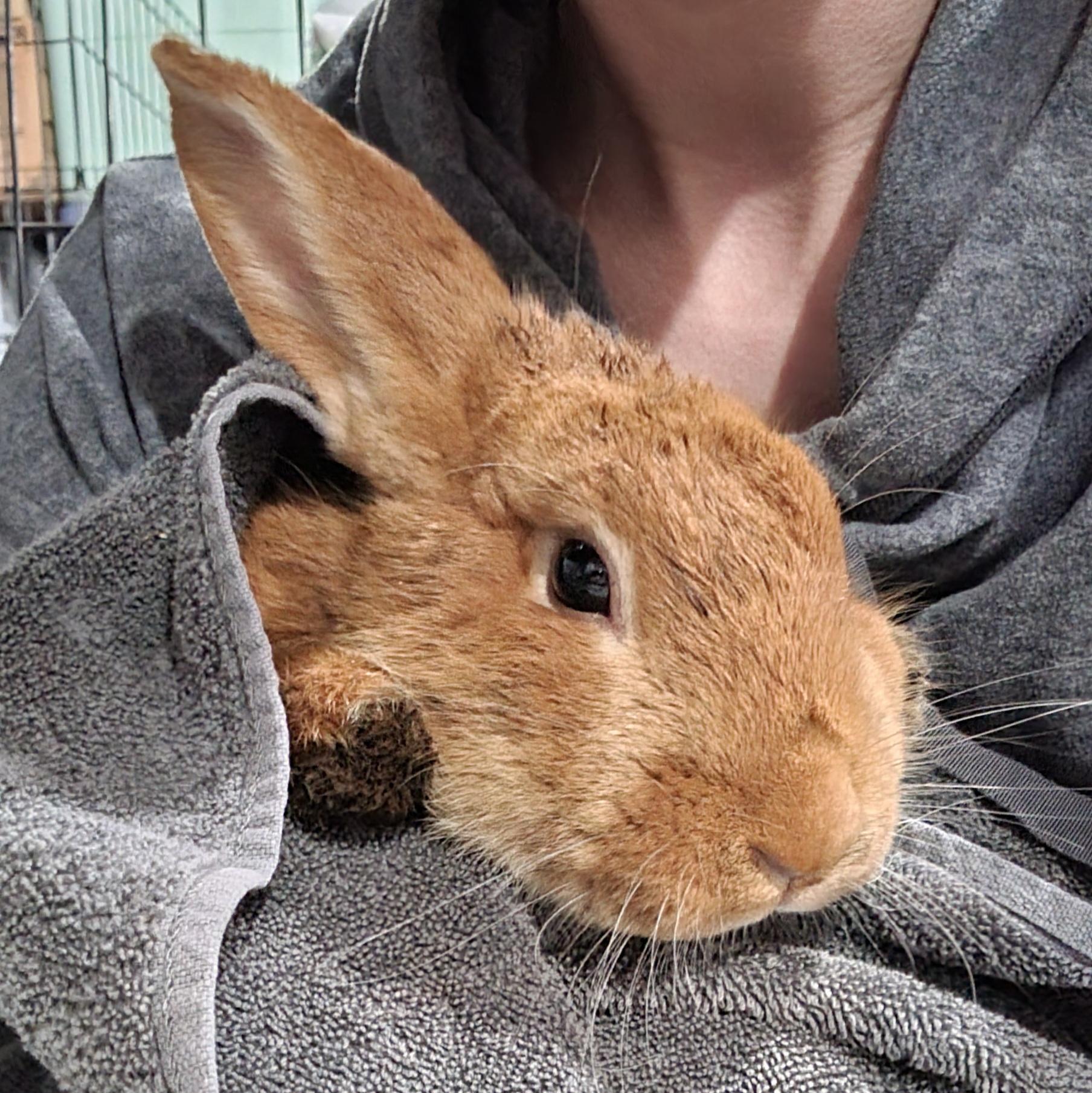 Enlarge Theodore, an adopted mixed breed in Pittsburgh, PA image 4/6