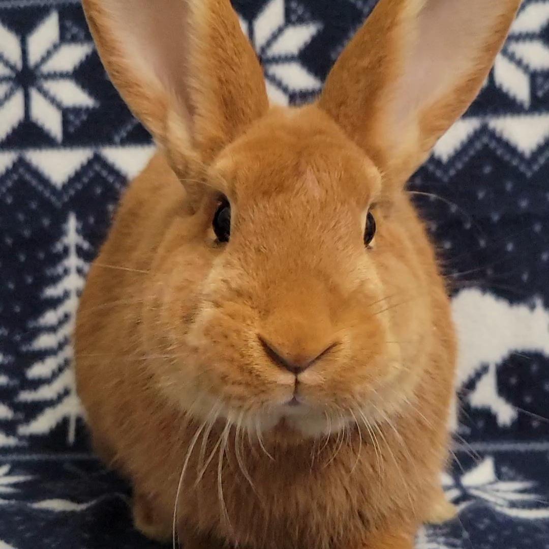 Enlarge Theodore, an adopted mixed breed in Pittsburgh, PA image 5/6